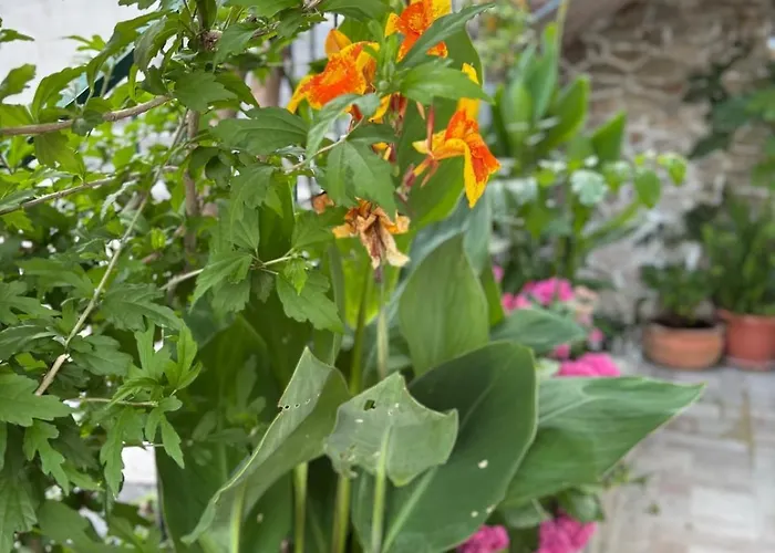 Pmb Oasis * אומיס