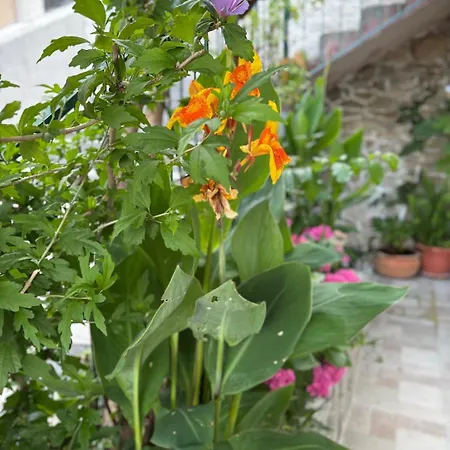 Pmb Oasis * Omis