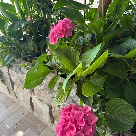 Pmb Oasis *